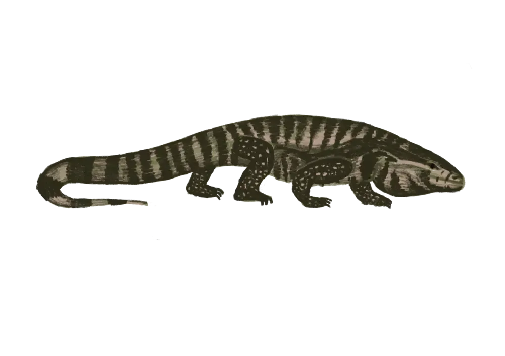 TEGU