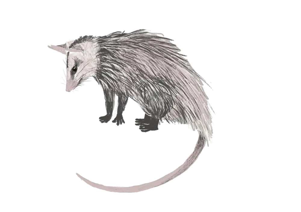 COMMON OPOSSUM