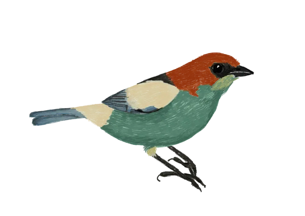 SAÍRA-SAPUCAIA/BLACK BLACKED TANAGER