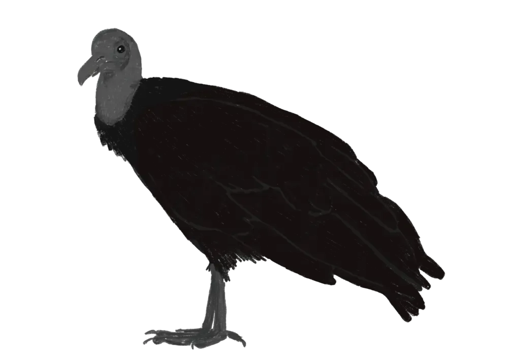 URUBU/VULTURE