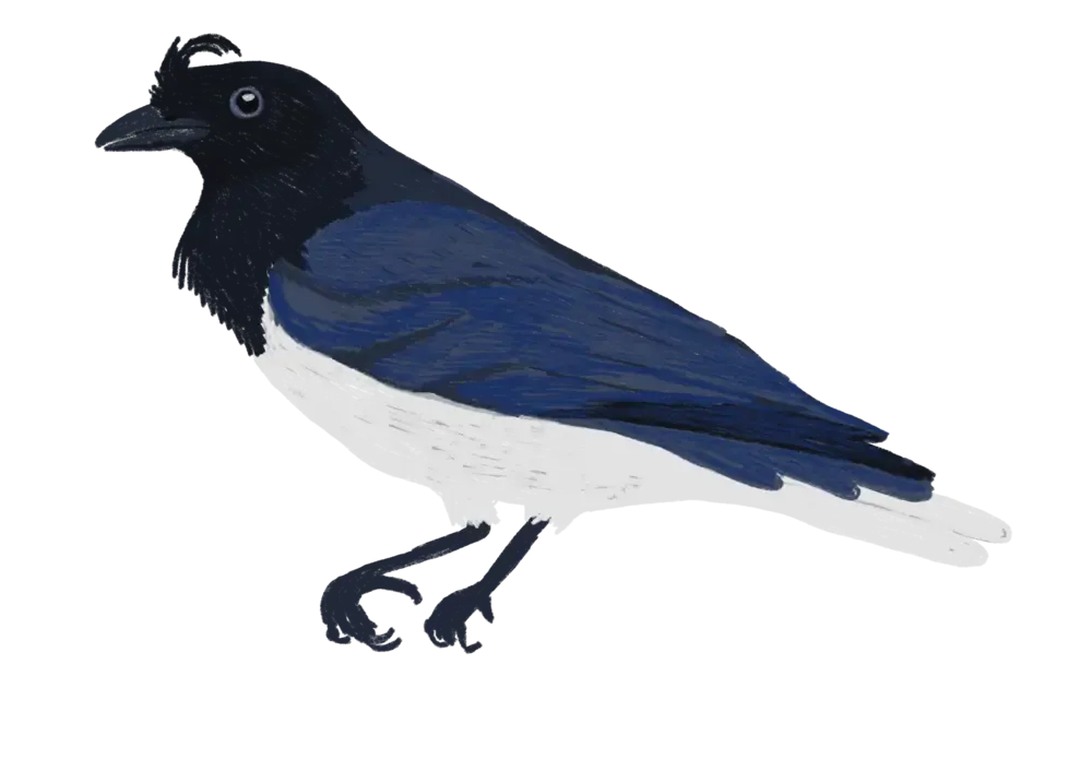 GRALHA/CURL CRESTED JAY