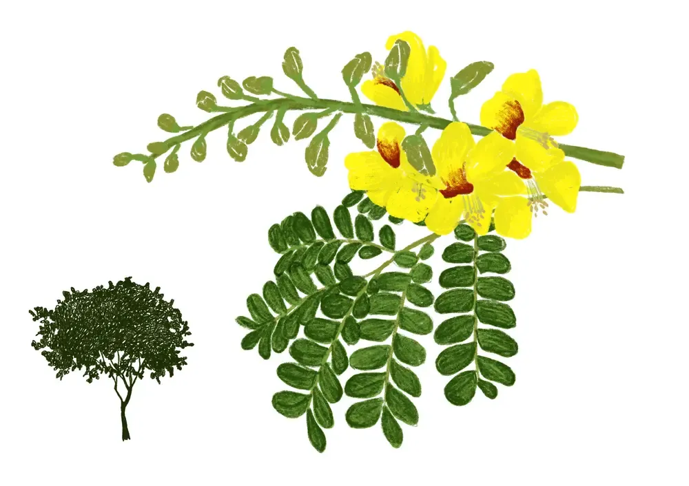 PAU-BRASIL/BRAZILWOOD