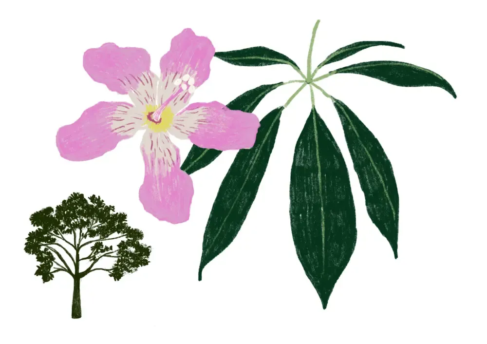 PAINEIRA/SILH-COTTON TREE