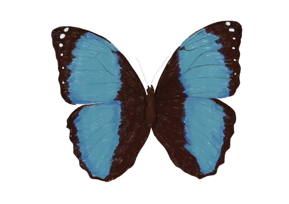 BLUE BUTTERFLY