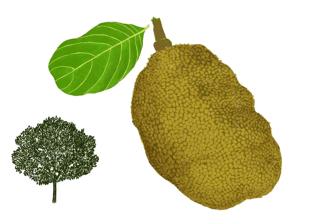 JACKFRUIT TREE